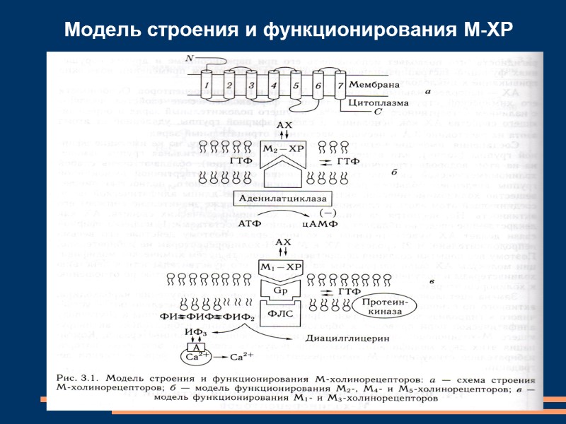 Модель строения и функционирования М-ХР
